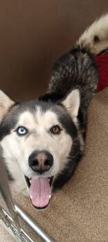 Alaskan Malamute and Mixed Breed Dogs Available for Adoption in Albuquerque, New Mexico - KAKASHI | PetCurious