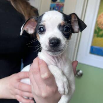 Chihuahua and Mixed Breed Dogs Available for Adoption in San Pablo, California - Rodeo | PetCurious