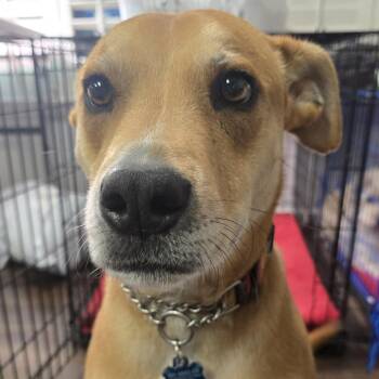 Labrador Retriever Dogs Available for Adoption in Austin, Texas - Harpo | PetCurious