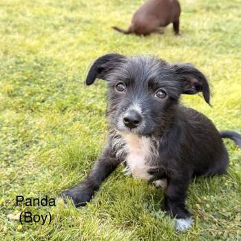 Panda -  Chihuahua and Mixed Breed Dog for Adoption in Spokane, Washington - Panda | PetCurious