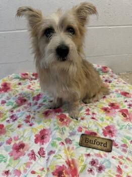 Buford -  Yorkshire Terrier and Corgi Dog for Adoption in Russellville, Kentucky - Buford | PetCurious