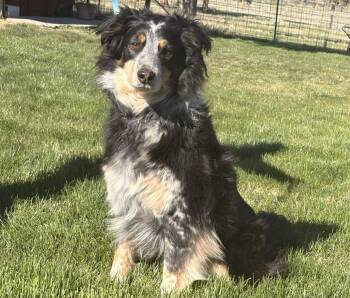 Border Collie Dogs Available for Adoption in Bend, Oregon - Jango | PetCurious