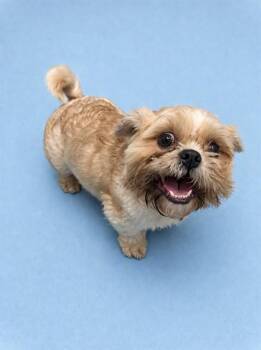 Shih Tzu Dogs Available for Adoption in Westminster, Maryland - MIKEY | PetCurious