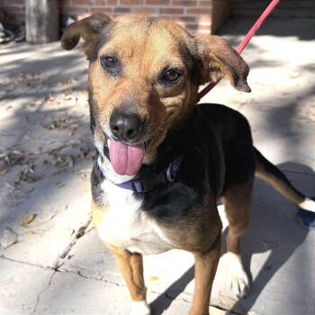 Regal -  Beagle and Mixed Breed Dog for Adoption in Bend, Oregon - Regal | PetCurious