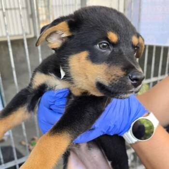 Selma -  Cattle Dog and German Shepherd Dog Dog for Adoption in Pasadena, California - Selma | PetCurious