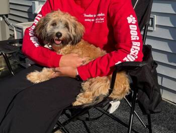 Finn -  Shih Tzu and Yorkshire Terrier Dog for Adoption in Grafton, Wisconsin - Finn | PetCurious