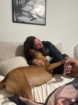 Stella -  Hound and Mixed Breed Dog for Adoption in Gainesville, Florida - Stella | PetCurious