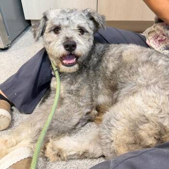 Bruno -  Schnauzer and Mixed Breed Dog for Adoption in Englewood, Florida - Bruno | PetCurious