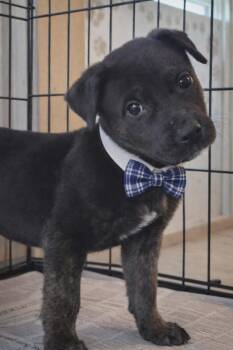 Labrador Retriever and Mountain Cur Dogs Available for Adoption in El Dorado, Arkansas - Shorty Wilson | PetCurious