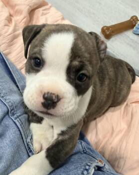 American Bully Dogs Available for Adoption in Copiague, New York - Gucci | PetCurious