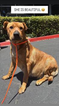 Hazel -  Shar Pei Dog for Adoption in Rancho Santa Margarita, California - Hazel | PetCurious