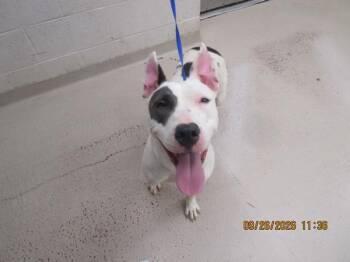 Lady (803) -  Pit Bull Terrier Dog for Adoption in Marietta, Georgia - Lady (803) | PetCurious