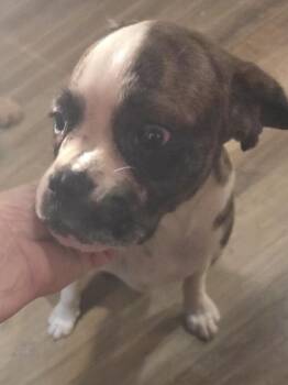 Caliie -  Cavalier King Charles Spaniel Dog Available for Adoption in Decatur, Georgia - Caliie | PetCurious