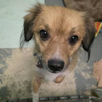 Benji -  Spaniel and Pomeranian Dog for Adoption in Eustis, Florida - Benji | PetCurious