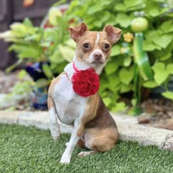 Jazzy -  Chihuahua Dog for Adoption in Fairfield, Connecticut - Jazzy | PetCurious