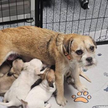 Border Terrier and Mixed Breed Dogs Available for Adoption - Honey | PetCurious