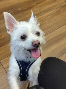 Xena -  Terrier Dog for Adoption in San Jose, California - Xena | PetCurious