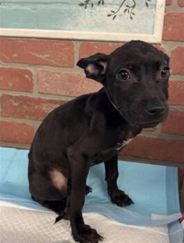 A2098303 -  Staffordshire Bull Terrier and Mixed Breed Dog for Adoption in Houston, Texas - A2098303 | PetCurious