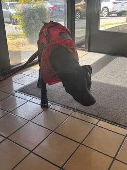 Staffordshire Bull Terrier and Mixed Breed Dogs Available for Adoption - PUDDIN | PetCurious