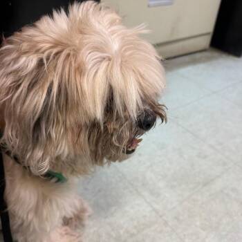 Chase -  Cockapoo Dog for Adoption in Philadelphia, Pennsylvania - Chase | PetCurious