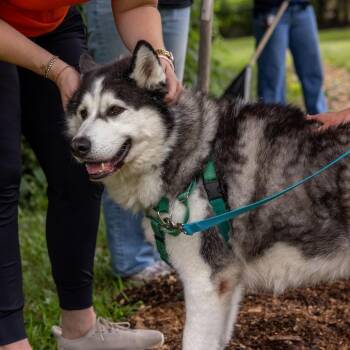Balto -  Siberian Husky Dog for Adoption in Baltimore, Maryland - Balto | PetCurious