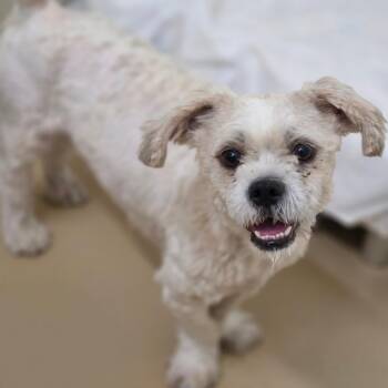 Strudle - Chino Hills Location -  Shih Tzu and Mixed Breed Dog for Adoption in Chino Hills, California - Strudle - Chino Hills Location | PetCurious