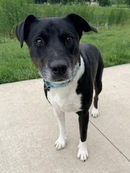 Hansel -  Mixed Breed Dog for Adoption in Kansas City, Missouri - Hansel | PetCurious