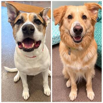 Baxter and Chance -  Mixed Breed Dog for Adoption in Sault Ste. Marie, Michigan - Baxter And Chance | PetCurious
