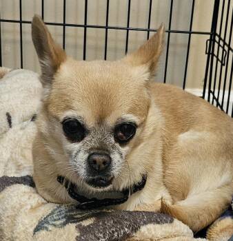 Rescue Chihuahua Dogs for Adoption in Cumming, Georgia - Skylah | PetCurious