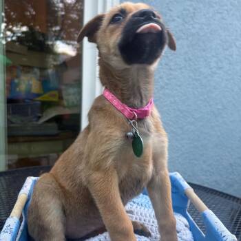 Top Hat -  Mixed Breed Dog for Adoption in Buffalo, Minnesota - Top Hat | PetCurious