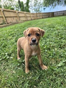 Mixed Breed Dogs Available for Adoption in Milton, Delaware - Hostage | PetCurious