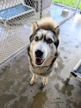 Sven -  Husky Dog for Adoption in Somerset, Pennsylvania - Sven | PetCurious