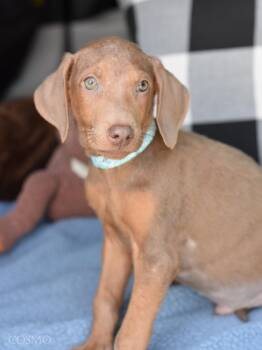 Cosmo (Briar