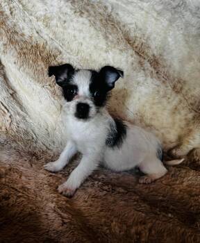 Rat Terrier Dogs Available for Adoption - Woody | PetCurious