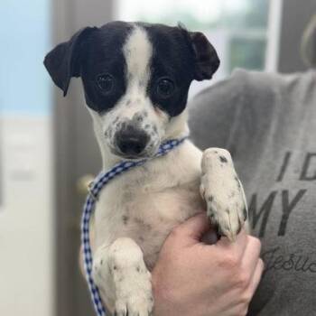 Remy -  Mixed Breed Dog for Adoption in Erie, Pennsylvania - Remy | PetCurious