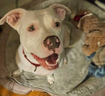 Baby -  Pit Bull Terrier Dog for Adoption in Charlotte, North Carolina - Baby | PetCurious