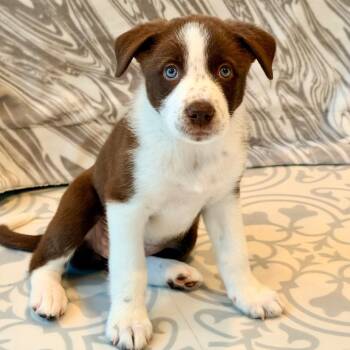 Border Collie Dogs Available for Adoption in La Grange, Kentucky - HONEY | PetCurious
