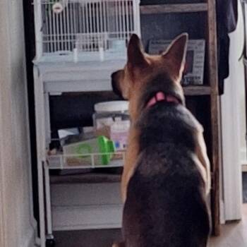 Gemma -  German Shepherd Dog Dog Available for Adoption in Rossville, Georgia - Gemma | PetCurious