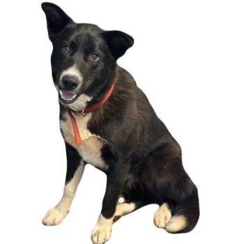 Grant -  Border Collie Dog for Adoption in Red Bluff, California - Grant | PetCurious