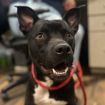 Oberon -  Cattle Dog and Black Labrador Retriever Dog for Adoption in Reno, Nevada - Oberon | PetCurious