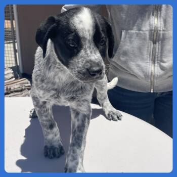 Labrador Retriever and Mixed Breed Dogs Available for Adoption in Prescott, Arizona - Nori | PetCurious