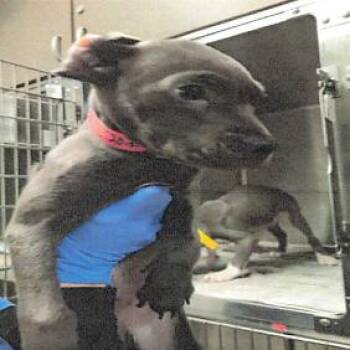 Pit Bull Terrier Dogs Available for Adoption in Los Angeles, California - Tinker A2258485 | PetCurious
