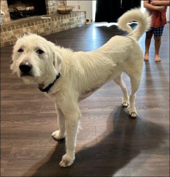 Max -  Great Pyrenees Dog Available for Adoption in Houston, Texas - Max | PetCurious