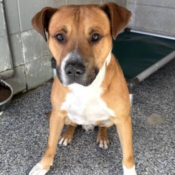 Pit Bull Terrier Dogs Available for Adoption - Braxton **Courtesy Post. Out Of Town Pet. See Below For Details* | PetCurious