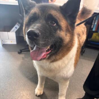 Sampson -  Akita Dog for Adoption in Allentown, Pennsylvania - Sampson | PetCurious