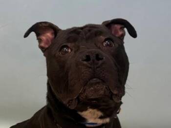 Jasper -  Pit Bull Terrier and Mixed Breed Dog for Adoption in Woodbury, Minnesota - Jasper | PetCurious