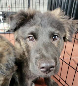 Rescue Australian Shepherd Dogs for Adoption in Washington, Missouri - Shiloh | PetCurious