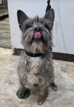Schnauzer and Cairn Terrier Dogs Available for Adoption - Cream Aka Gator | PetCurious
