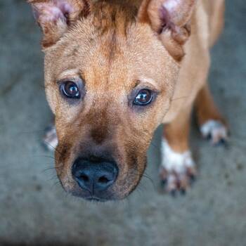 Chico -  American Staffordshire Terrier Dog for Adoption in Houston, Texas - Chico | PetCurious