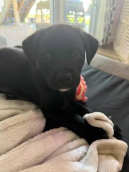 Pineapple -  Mixed Breed Dog for Adoption in Lindenhurst, New York - Pineapple | PetCurious